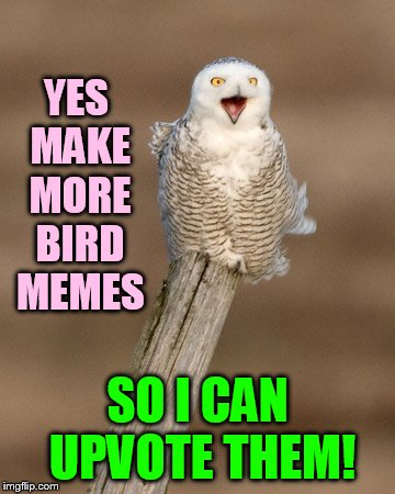 YES MAKE MORE BIRD MEMES SO I CAN UPVOTE THEM! | made w/ Imgflip meme maker