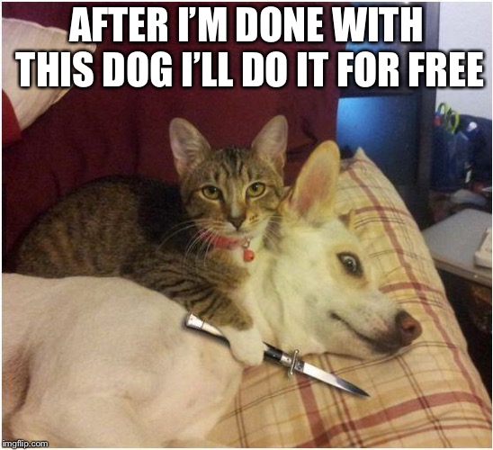 Warning killer cat | AFTER I’M DONE WITH THIS DOG I’LL DO IT FOR FREE | image tagged in warning killer cat | made w/ Imgflip meme maker