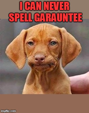 Frustrated dog | I CAN NEVER SPELL GARAUNTEE | image tagged in frustrated dog | made w/ Imgflip meme maker
