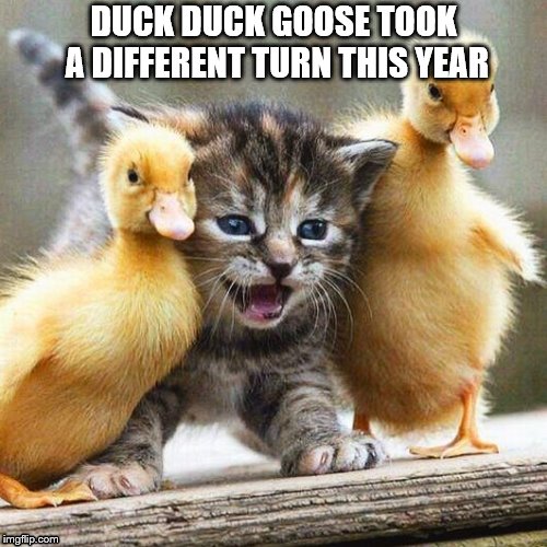 2 duc-ats  | DUCK DUCK GOOSE TOOK A DIFFERENT TURN THIS YEAR | image tagged in ducks and cat,funny animals | made w/ Imgflip meme maker