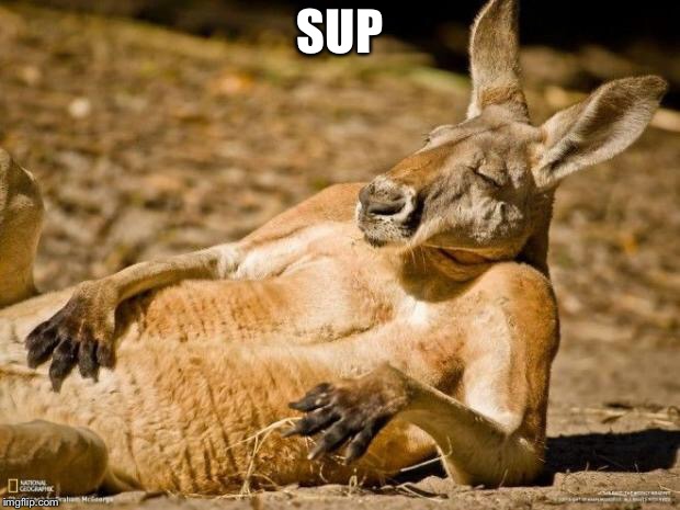 Chillin Kangaroo | SUP | image tagged in chillin kangaroo | made w/ Imgflip meme maker