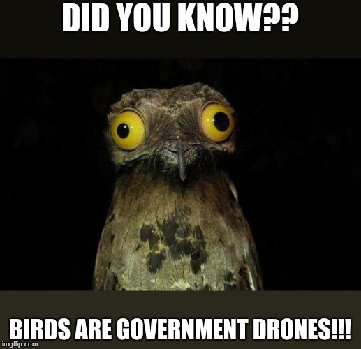 Weird Stuff I Do Potoo Meme | DID YOU KNOW?? BIRDS ARE GOVERNMENT DRONES!!! | image tagged in memes,weird stuff i do potoo | made w/ Imgflip meme maker