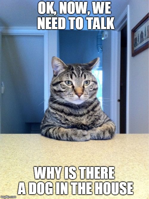 Take A Seat Cat |  OK, NOW, WE NEED TO TALK; WHY IS THERE A DOG IN THE HOUSE | image tagged in memes,take a seat cat | made w/ Imgflip meme maker