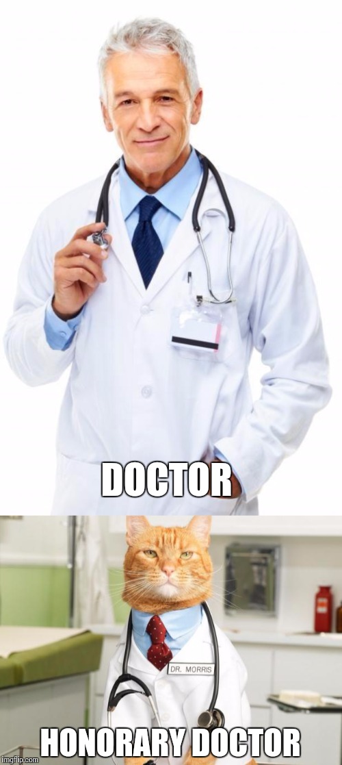 The Different Kinds of Doctors | DOCTOR; HONORARY DOCTOR | image tagged in doctor,cat doctor,february,just sayin' | made w/ Imgflip meme maker