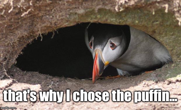 Sad Puffin | that's why I chose the puffin... | image tagged in sad puffin | made w/ Imgflip meme maker