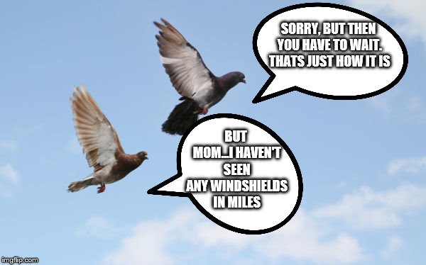 Birds Talking | SORRY, BUT THEN YOU HAVE TO WAIT. THATS JUST HOW IT IS; BUT MOM...I HAVEN'T SEEN ANY WINDSHIELDS IN MILES | image tagged in leftover from bird weekend,claybourne | made w/ Imgflip meme maker