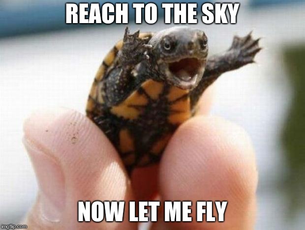 happy baby turtle | REACH TO THE SKY; NOW LET ME FLY | image tagged in happy baby turtle | made w/ Imgflip meme maker