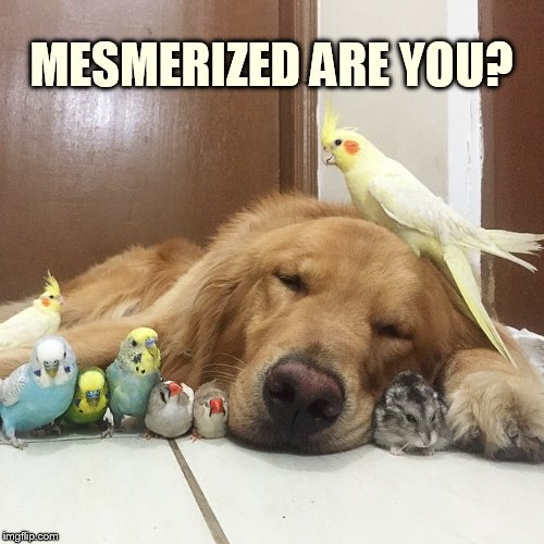 MESMERIZED ARE YOU? | made w/ Imgflip meme maker