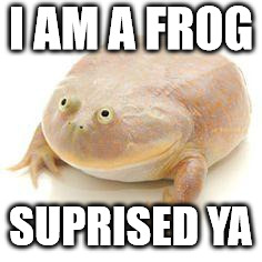 Wednesday Frog Blank | I AM A FROG; SUPRISED YA | image tagged in wednesday frog blank | made w/ Imgflip meme maker