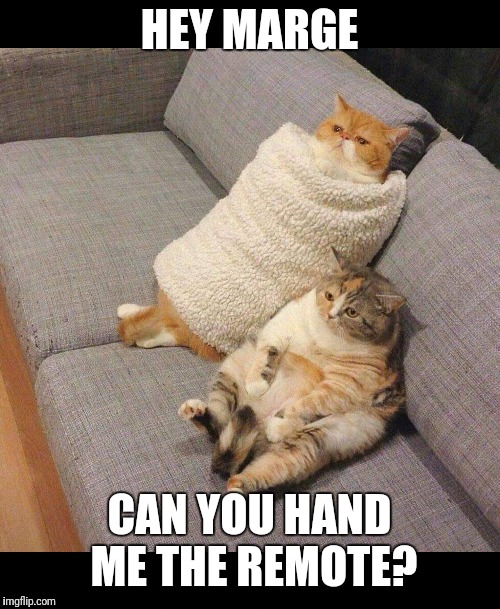 Cats | HEY MARGE; CAN YOU HAND ME THE REMOTE? | image tagged in cats | made w/ Imgflip meme maker