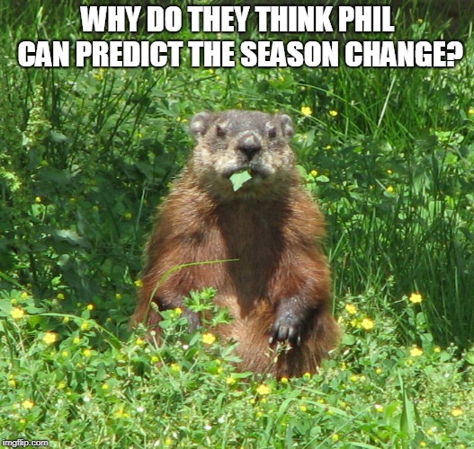 Ground Hog Eating | WHY DO THEY THINK PHIL CAN PREDICT THE SEASON CHANGE? | image tagged in ground hog eating | made w/ Imgflip meme maker