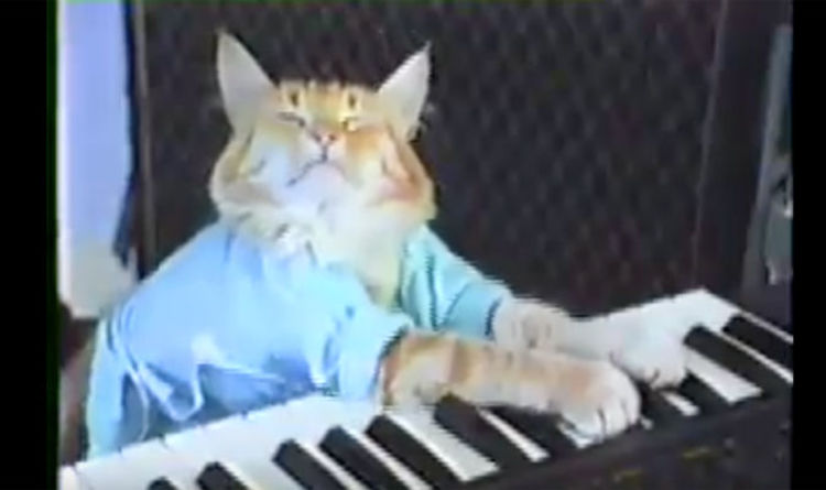 Keyboard Cat Blank Meme Template