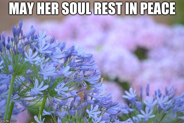 MAY HER SOUL REST IN PEACE | image tagged in flowers | made w/ Imgflip meme maker