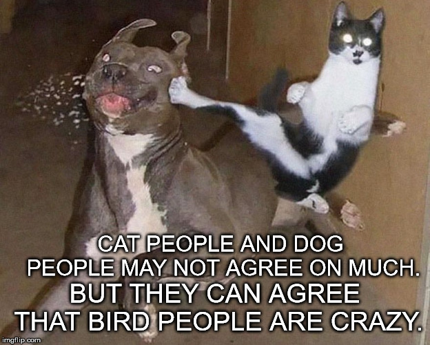 We can pick this up later. | CAT PEOPLE AND DOG PEOPLE MAY NOT AGREE ON MUCH. BUT THEY CAN AGREE THAT BIRD PEOPLE ARE CRAZY. | image tagged in cats  dogs | made w/ Imgflip meme maker