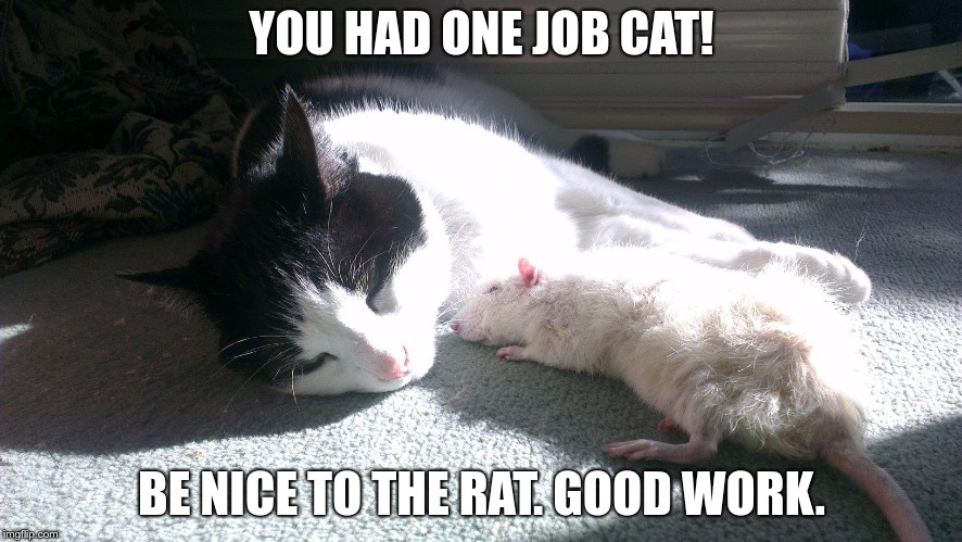 manannan mac lir (cat) and riff-raff (rat) | YOU HAD ONE JOB CAT! BE NICE TO THE RAT. GOOD WORK. | image tagged in cats,rats | made w/ Imgflip meme maker