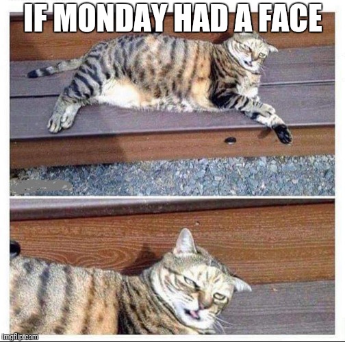 If Monday had a face | IF MONDAY HAD A FACE | image tagged in funny cat,funny monday,if monday had a face | made w/ Imgflip meme maker