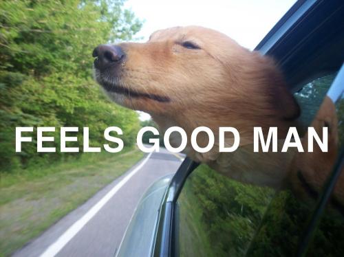 image tagged in animals,dogs