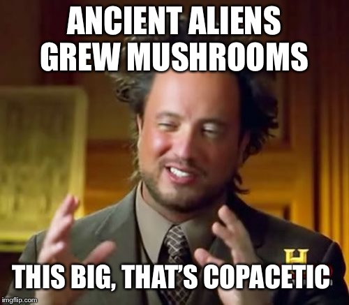 Ancient Aliens Meme | ANCIENT ALIENS GREW MUSHROOMS; THIS BIG, THAT’S COPACETIC | image tagged in memes,ancient aliens | made w/ Imgflip meme maker