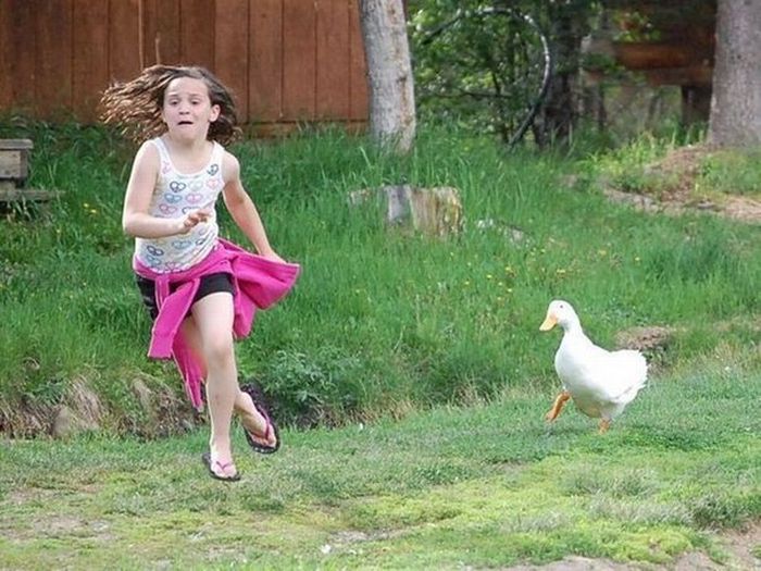 girl running from goose Blank Meme Template