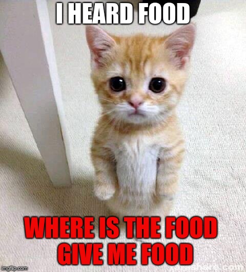 Cute Cat | I HEARD FOOD; WHERE IS THE FOOD        GIVE ME FOOD | image tagged in memes,cute cat | made w/ Imgflip meme maker