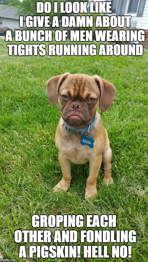 Earl the Grumpy Puggle | DO I LOOK LIKE I GIVE A DAMN ABOUT A BUNCH OF MEN WEARING TIGHTS RUNNING AROUND; GROPING EACH OTHER AND FONDLING A PIGSKIN!
HELL NO! | image tagged in earl the grumpy puggle | made w/ Imgflip meme maker