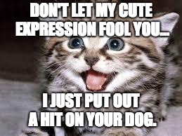 happy cat | DON'T LET MY CUTE EXPRESSION FOOL YOU... I JUST PUT OUT A HIT ON YOUR DOG. | image tagged in happy cat | made w/ Imgflip meme maker