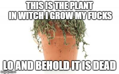 dead plant | THIS IS THE PLANT IN WITCH I GROW MY FUCKS; LO AND BEHOLD IT IS DEAD | image tagged in dead plant | made w/ Imgflip meme maker