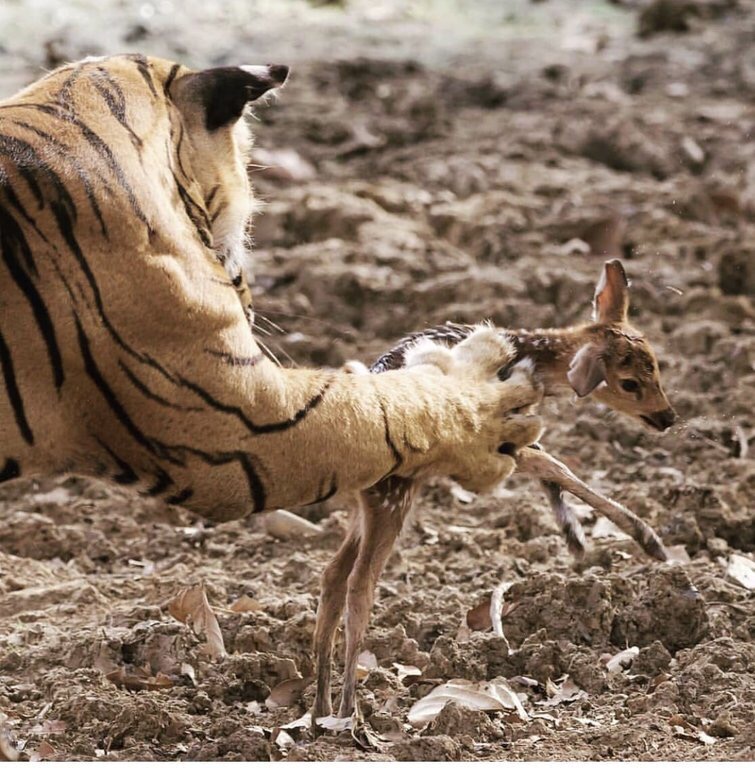 High Quality Tiger deer format Blank Meme Template