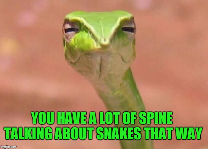Skeptical snake | YOU HAVE A LOT OF SPINE TALKING ABOUT SNAKES THAT WAY | image tagged in skeptical snake | made w/ Imgflip meme maker