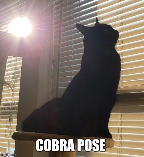 Cat yoga  | COBRA POSE | image tagged in yoga,cats,namaste,cobra pose | made w/ Imgflip meme maker