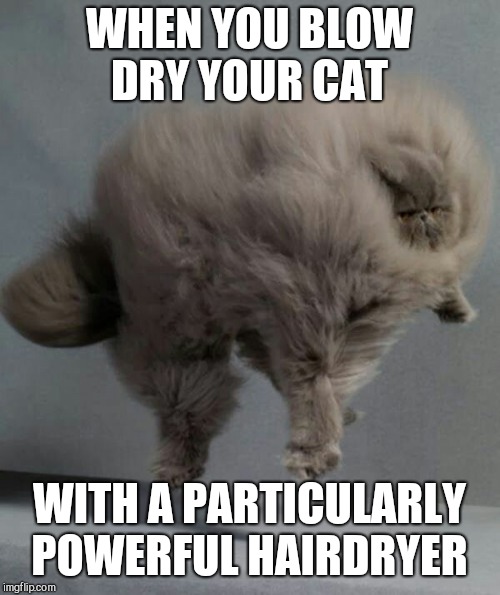 WHEN YOU BLOW DRY YOUR CAT; WITH A PARTICULARLY POWERFUL HAIRDRYER | image tagged in grey cat,fur ball | made w/ Imgflip meme maker