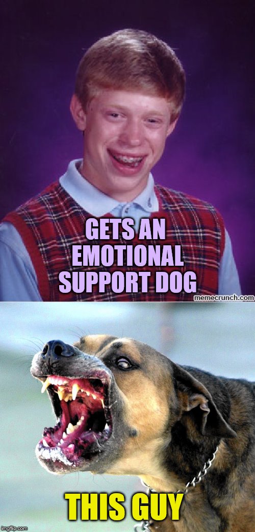 GETS AN EMOTIONAL SUPPORT DOG THIS GUY | image tagged in blb | made w/ Imgflip meme maker