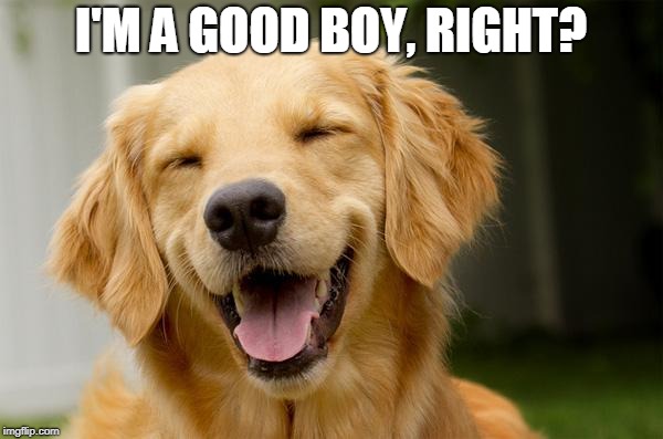 Happy Dog | I'M A GOOD BOY, RIGHT? | image tagged in happy dog | made w/ Imgflip meme maker