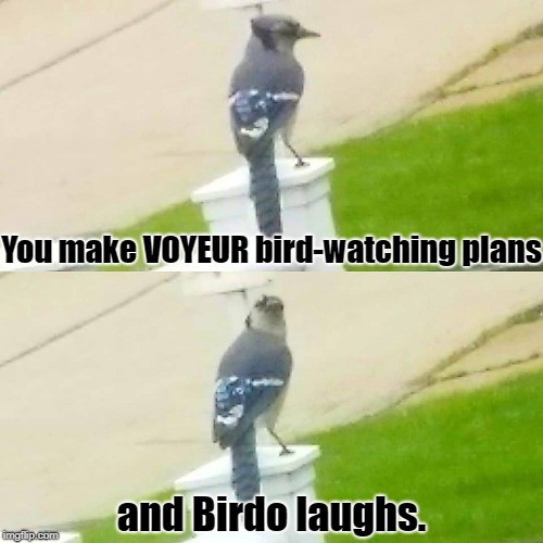 Birdo Laughs | You make VOYEUR bird-watching plans; and Birdo laughs. | image tagged in birds,caught,caught in the act,blue jays | made w/ Imgflip meme maker