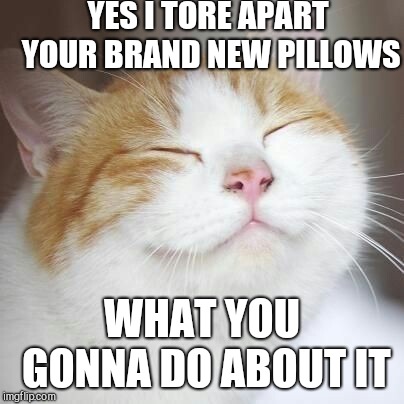 YES I TORE APART YOUR BRAND NEW PILLOWS; WHAT YOU GONNA DO ABOUT IT | image tagged in smug cat | made w/ Imgflip meme maker