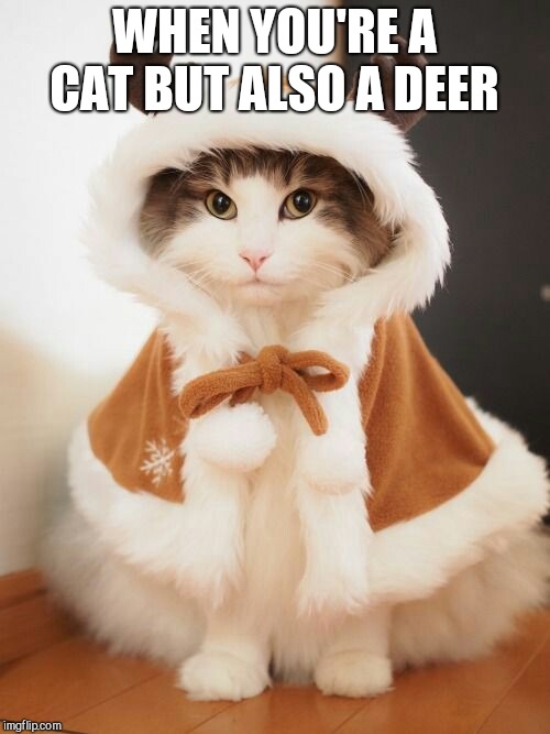 WHEN YOU'RE A CAT BUT ALSO A DEER | image tagged in cat,cosplay,deer | made w/ Imgflip meme maker
