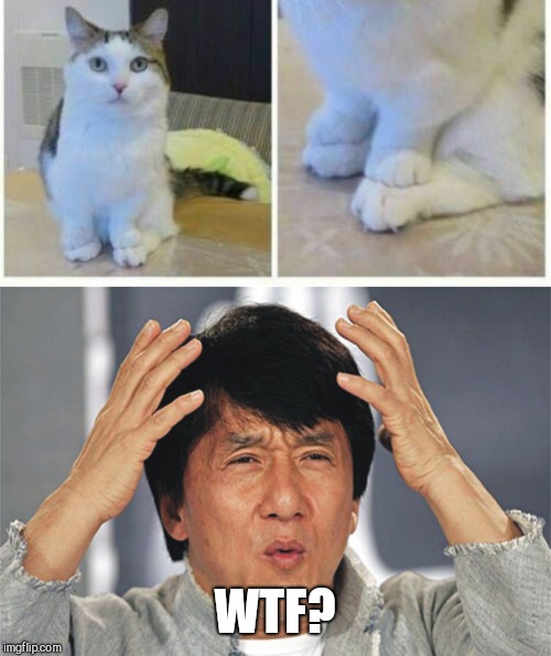WTF? | image tagged in jackie chan confused | made w/ Imgflip meme maker