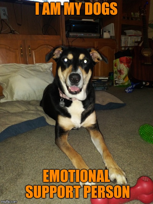 If it makes her happy | I AM MY DOGS; EMOTIONAL SUPPORT PERSON | image tagged in dogs,funny memes | made w/ Imgflip meme maker
