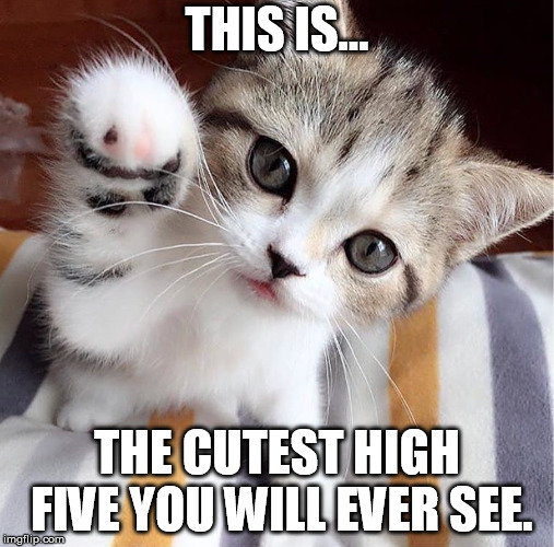 THIS IS... THE CUTEST HIGH FIVE YOU WILL EVER SEE. | image tagged in cute cat | made w/ Imgflip meme maker