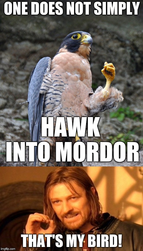 Lord of the Wings | ONE DOES NOT SIMPLY; HAWK INTO MORDOR; THAT'S MY BIRD! | image tagged in memes,one does not simply,hawk,funny,memelord344,birds | made w/ Imgflip meme maker
