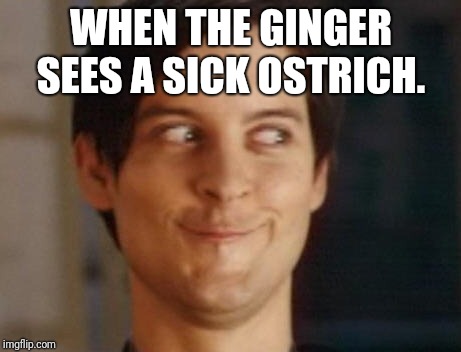 Spiderman Peter Parker | WHEN THE GINGER SEES A SICK OSTRICH. | image tagged in memes,spiderman peter parker | made w/ Imgflip meme maker