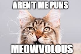 AREN'T ME PUNS; MEOWVOLOUS | image tagged in cats | made w/ Imgflip meme maker