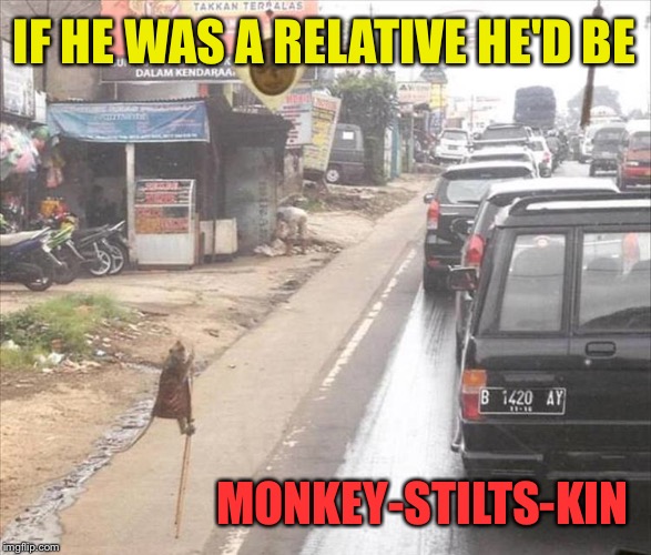 Is the circus in town? | IF HE WAS A RELATIVE HE'D BE; MONKEY-STILTS-KIN | image tagged in monkey,rumplestiltskin,relatives,memes,funny | made w/ Imgflip meme maker