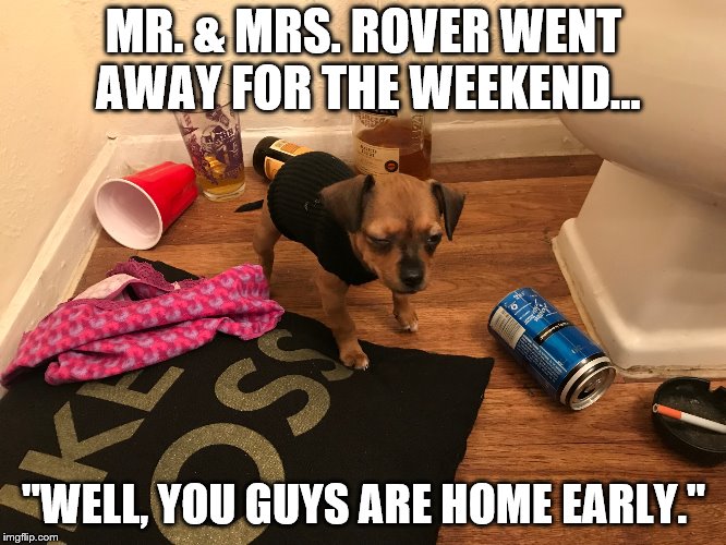 Busted | MR. & MRS. ROVER WENT AWAY FOR THE WEEKEND... "WELL, YOU GUYS ARE HOME EARLY." | image tagged in puppy,cool kids,funny | made w/ Imgflip meme maker