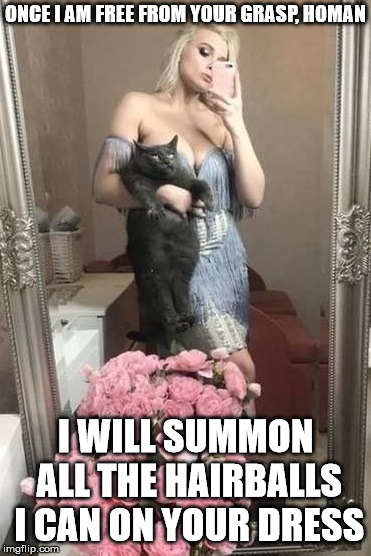 Upcoming hairball dress | ONCE I AM FREE FROM YOUR GRASP, HOMAN; I WILL SUMMON ALL THE HAIRBALLS I CAN ON YOUR DRESS | image tagged in cat,prop,selfie,vanity,hairballs | made w/ Imgflip meme maker