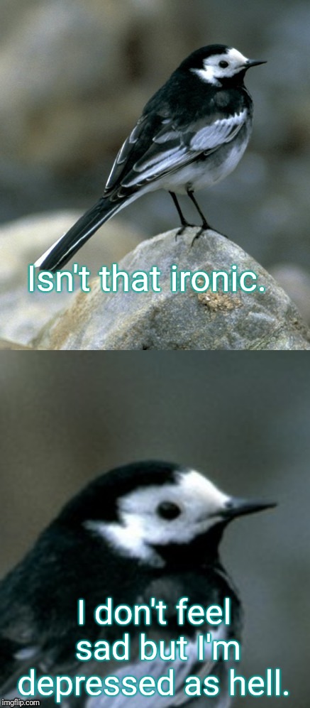 Clinically Depressed Pied Wagtail | Isn't that ironic. I don't feel sad but I'm depressed as hell. | image tagged in clinically depressed pied wagtail | made w/ Imgflip meme maker
