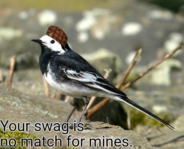 Savage Pied Wagtail | Your swag is no match for mines. | image tagged in savage pied wagtail | made w/ Imgflip meme maker
