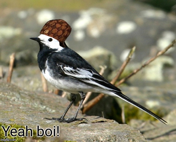 Savage Pied Wagtail | Yeah boi! | image tagged in savage pied wagtail | made w/ Imgflip meme maker