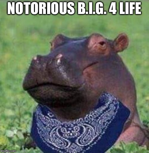 What a hippocrip | NOTORIOUS B.I.G. 4 LIFE | image tagged in what a hippocrip | made w/ Imgflip meme maker
