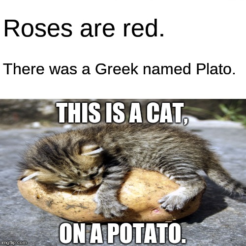 Inspired by Boma ;) | Roses are red. There was a Greek named Plato. THIS IS A CAT, ON A POTATO. | image tagged in memes | made w/ Imgflip meme maker
